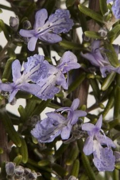 Barbeque Rosemary Plant - 1 Gallon Pot -Home Bloom Garden Rosemary Barbeque 13