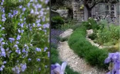 Chef's Choice Rosemary - Quart Pot -Home Bloom Garden Rosemary Chefs Choice 2 1