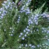 Chef's Choice Rosemary - 3 Gallon Pot -Home Bloom Garden Rosemary Chefs Choice 500x750 3