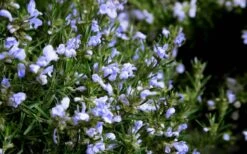 Chef's Choice Rosemary - 1 Gallon Pot -Home Bloom Garden Rosemary Chefs Choice Flowers