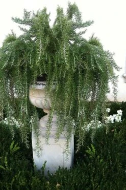 Foxtail Rosemary Plant - 3 Pack Of Quart Pots -Home Bloom Garden Rosemary Foxtail 2