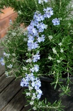 Foxtail Rosemary Plant - 3 Pack Of Quart Pots -Home Bloom Garden Rosemary Foxtail 3