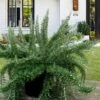 Foxtail Rosemary Plant - 1 Gallon Pot 2 Foxtail Rosemary Plant - 1 Gallon Pot -Home Bloom Garden Rosemary Foxtail 5 1