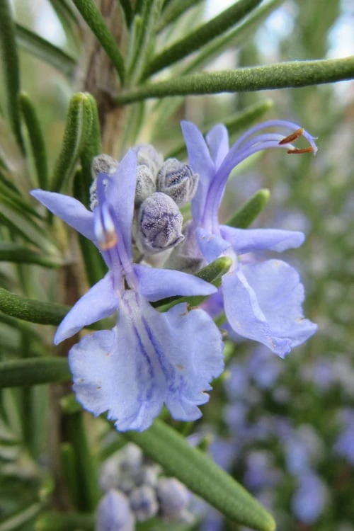 Prostrate Creeping Rosemary - 1 Gallon Pot 7 Prostrate Creeping Rosemary - 1 Gallon Pot - Image 5