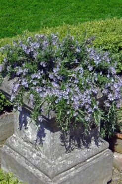Prostrate Creeping Rosemary - 1 Gallon Pot 12 Prostrate Creeping Rosemary - 1 Gallon Pot -Home Bloom Garden Rosemary Prostrate 18 1