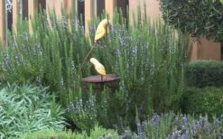 Tuscan Blue Rosemary - 1 Gallon Pot -Home Bloom Garden Rosemary Tuscan Blue 2