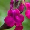 Heatwave Brilliance Salvia (Sage) - 1 Gallon Pot -Home Bloom Garden Salvia Heatwave Brilliance 5