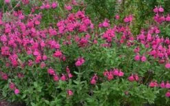 Heatwave Brilliance Salvia (Sage) - 1 Gallon Pot -Home Bloom Garden Salvia Heatwave Brilliance Landscape