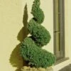 Spiral Dwarf Alberta Spruce Topiary - 7 Gallon Pot 1 Spiral Dwarf Alberta Spruce Topiary - 7 Gallon Pot -Home Bloom Garden Spruce Dwarf Alberta Spiral Topiary 500x750 1