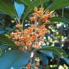 Apricot Echo Tea Olive - Osmanthus Fragrans Aurantiacus - 1 Gallon Pot -Home Bloom Garden Tea Olive Apricot Echo 1