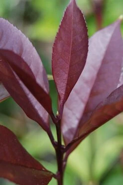 Apricot Echo Tea Olive - Osmanthus Fragrans Aurantiacus - 1 Gallon Pot 11 Apricot Echo Tea Olive - Osmanthus Fragrans Aurantiacus - 1 Gallon Pot -Home Bloom Garden Tea Olive Apricot Echo 4