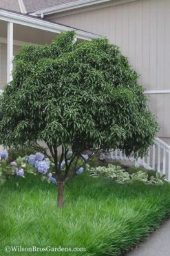 Fudingzhu Fragrant White Tea Olive (Osmanthus Fragrans) - 6 Pack Of 1 Gallon Pots -Home Bloom Garden Tea Olive Fudingzhu 6