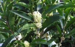 Fudingzhu Fragrant White Tea Olive (Osmanthus Fragrans) - 6 Pack Of 1 Gallon Pots -Home Bloom Garden Tea Olive Fudingzhu 7
