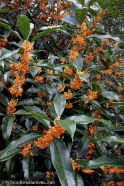 Fragrant Orange Tea Olive - Osmanthus Fragrans Aurantiacus - 7 Gallon Pot (5-6') 14 Fragrant Orange Tea Olive - Osmanthus Fragrans Aurantiacus - 7 Gallon Pot (5-6') -Home Bloom Garden Tea Olive Orange 102 2