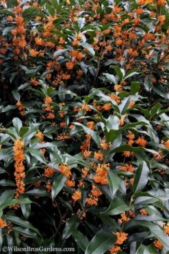 Fragrant Orange Tea Olive - Osmanthus Fragrans Aurantiacus - 3 Gallon Pot -Home Bloom Garden Tea Olive Orange 103 1