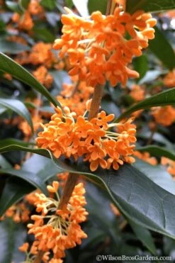 Fragrant Orange Tea Olive - Osmanthus Fragrans Aurantiacus - 3 Gallon Pot -Home Bloom Garden Tea Olive Orange 104 1
