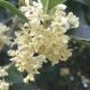 Fragrant White Tea Olive - 5 Pack Of Quart Pots -Home Bloom Garden Tea Olive White Flowers Osmanthus Fragrans 500x750 1