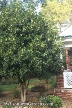 Fragrant White Tea Olive - 5 Pack Of Quart Pots -Home Bloom Garden Teav Olive White Osmanthus Fragrans 500x750 1