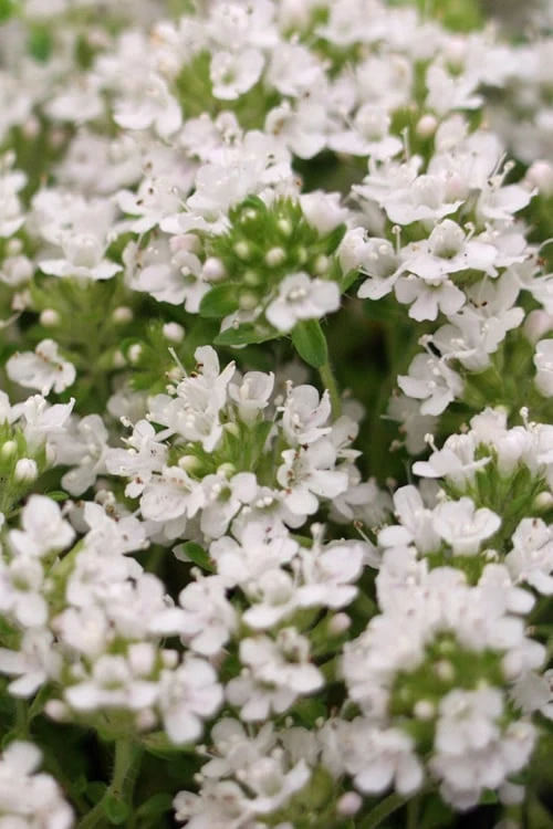 White Creeping Thyme (Thymus Praecox 'Albiflorus') 10 Pack Of Pint Pots 6 White Creeping Thyme (Thymus Praecox 'Albiflorus') 10 Pack Of Pint Pots - Image 4