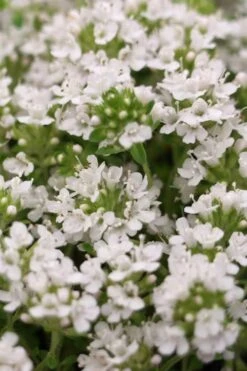 White Creeping Thyme (Thymus Praecox 'Albiflorus') - 6 Pack Of Pint Pots 10 White Creeping Thyme (Thymus Praecox 'Albiflorus') - 6 Pack Of Pint Pots -Home Bloom Garden Thyme Creeping White 3 2