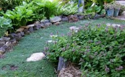 Elfin Creeping Thyme (Thymus Serpyllum 'Elfin') - 5 Pack Of Quart Pots -Home Bloom Garden Thyme Elfin 10 3