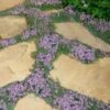 Elfin Creeping Thyme - Thymus Serpyllum Elfin - 18 Pack Of 3.5" Pint Pots -Home Bloom Garden Thyme Elfin 15 4