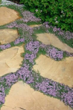 Elfin Creeping Thyme - Thymus Serphyllum - 10 Pack Of 4" Pint Pots