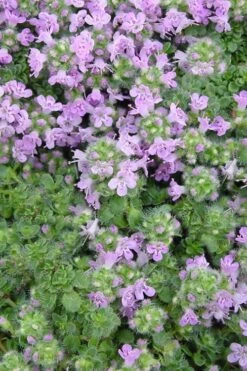 Elfin Creeping Thyme (Thymus Serpyllum 'Elfin') - 5 Pack Of Quart Pots -Home Bloom Garden Thyme Elfin BS 3