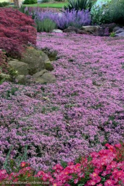 Pink Chintz Thyme - Thymus Serpyllum - 5 Pack Of Pint Pots -Home Bloom Garden Thyme Pink Chintz 10 2