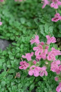 Pink Chintz Thyme - Thymus Serpyllum - 10 Pack Of Pint Pots 14 Pink Chintz Thyme - Thymus Serpyllum - 10 Pack Of Pint Pots -Home Bloom Garden Thyme Pink Chintz 5