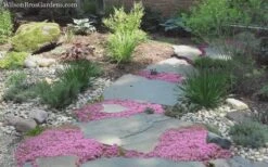 Pink Chintz Thyme - Thymus Serpyllum - 10 Pack Of Quart Pots -Home Bloom Garden Thyme Pink Chintz 8 5