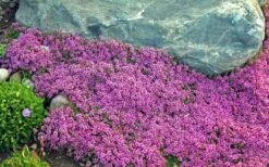 Red Creeping Thyme (Thymus Praecox 'Coccineus') - 6 Pack Of Pint Pots -Home Bloom Garden Thyme Red Creeping 10 3