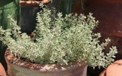 Silver Lemon Thyme - Thymus - 3 Pack Of Quart Pots -Home Bloom Garden Thyme Silver Lemon 5