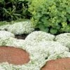 White Creeping Thyme (Thymus Praecox 'Albiflorus') - 5 Pack Of Quart Pots