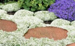 White Creeping Thyme (Thymus Praecox 'Albiflorus') - 5 Pack Of Quart Pots 11 White Creeping Thyme (Thymus Praecox 'Albiflorus') - 5 Pack Of Quart Pots -Home Bloom Garden Thyme White Creeping 5