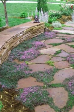 Splendens Purple Creeping Thyme - (Thymus Praecox) - 5 Pack Of Quart Pots -Home Bloom Garden Thymus Praecox Splendens 3