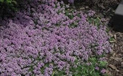 Splendens Purple Creeping Thyme - (Thymus Praecox) - 5 Pack Of Quart Pots -Home Bloom Garden Thymus Praecox Splendens 4