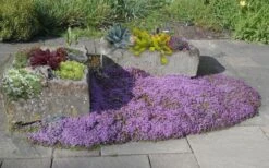 Splendens Purple Creeping Thyme - (Thymus Praecox) - 5 Pack Of Quart Pots -Home Bloom Garden Thymus Praecox Splendens 5