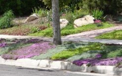 Woolly Creeping Thyme (Thymus Lanuginosis) - 5 Pack Of Pint Pots 20 Woolly Creeping Thyme (Thymus Lanuginosis) - 5 Pack Of Pint Pots -Home Bloom Garden Thymus mixture 1