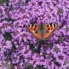 Splendens Purple Creeping Thyme - (Thymus Praecox) - 5 Pack Of Quart Pots -Home Bloom Garden Thymus praecox Splendens 12