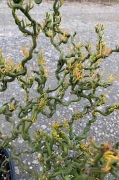 Tiny Dragon Hardy Orange (Poncirus Trifoliata) - 5 Gallon Pot - SALE! -Home Bloom Garden Trifoliate Orange Tiny Dragon 1