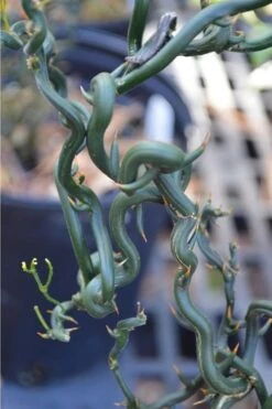 Tiny Dragon Hardy Orange (Poncirus Trifoliata) - 5 Gallon Pot - SALE! -Home Bloom Garden Trifoliate Orange Tiny Dragon 2