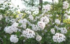 Juddi Fragrant Snowball Viburnum - 2 Gallon Pot -Home Bloom Garden Viburnum Judd 2