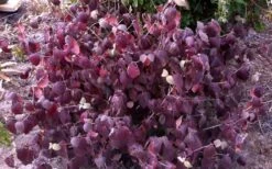 Juddi Fragrant Snowball Viburnum - 2 Gallon Pot -Home Bloom Garden Viburnum Judd 5