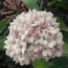 Juddi Fragrant Snowball Viburnum - 2 Gallon Pot -Home Bloom Garden Viburnum Judd 7
