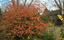 Fragrant Mohawk Viburnum Burkwoodi - 6 Pack Of 1 Gallon Pots -Home Bloom Garden Viburnum Mohawk 10