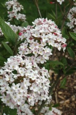 Fragrant Mohawk Viburnum Burkwoodi - 6 Pack Of 1 Gallon Pots -Home Bloom Garden Viburnum Mohawk 4