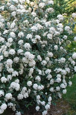 Fragrant Mohawk Viburnum Burkwoodi - 6 Pack Of 1 Gallon Pots -Home Bloom Garden Viburnum Mohawk 5