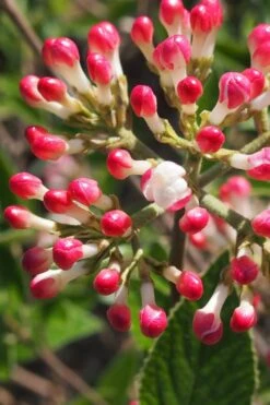 Fragrant Mohawk Viburnum Burkwoodi - 6 Pack Of 1 Gallon Pots -Home Bloom Garden Viburnum Mohawk 6