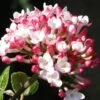 Fragrant Mohawk Viburnum Burkwoodi - 6 Pack Of 1 Gallon Pots -Home Bloom Garden Viburnum Mohawk 8